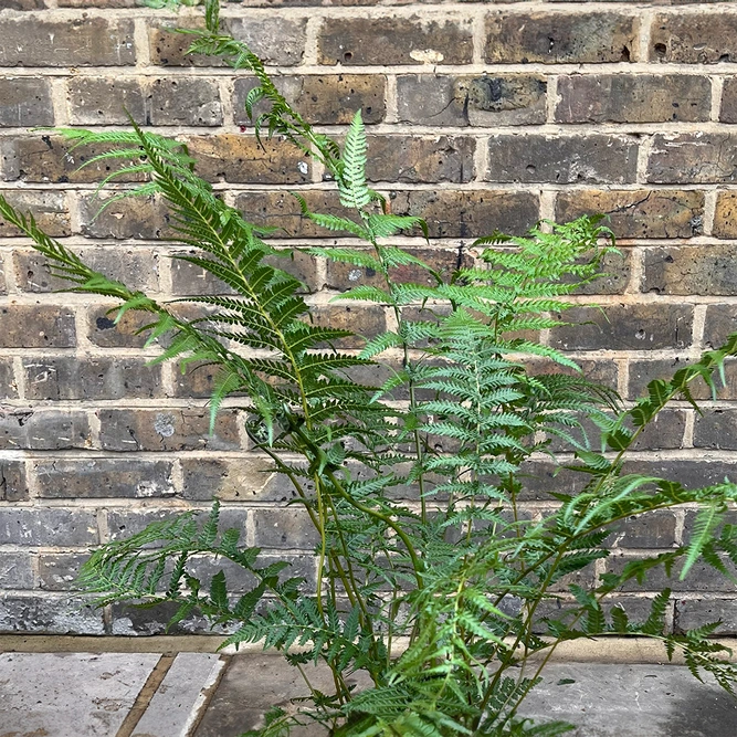 Dicksonia Antarctica (Pot Size 5L) Tree Fern - image 4