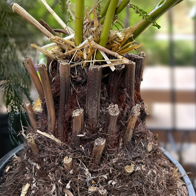 Dicksonia Antarctica (Pot Size 5L) Tree Fern - image 5