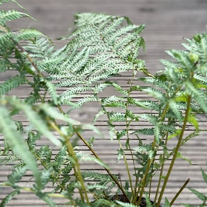 Dicksonia Antarctica (Pot Size 24cm) Tree Fern - image 7