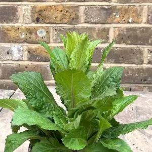 Digiplexis × valinii 'Berry Canary' (Pot Size 3ltr) - Foxglove Perennial - image 3