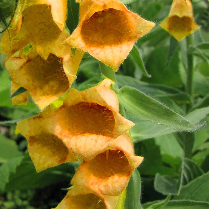 Digiplexis × valinii 'Firecracker' (Pot Size 3ltr) Foxglove Perennial