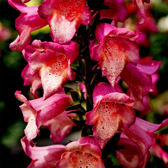 Digiplexis  x valinii 'Falcon Fire'  at Boma Garden Centre image by liz west