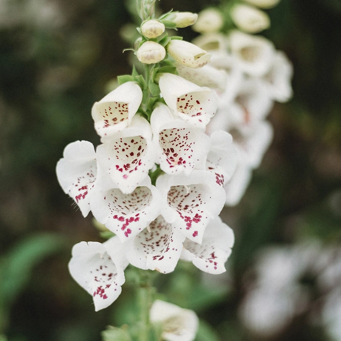 Digitalis Foxglove 'Albino' at Boma Garden Center image by ivy-yung-OmIueWnNVrE-unsplash