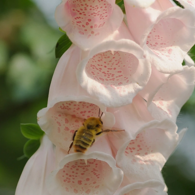 Digitalis Apricot at Boma Garden Centre image by k yamada