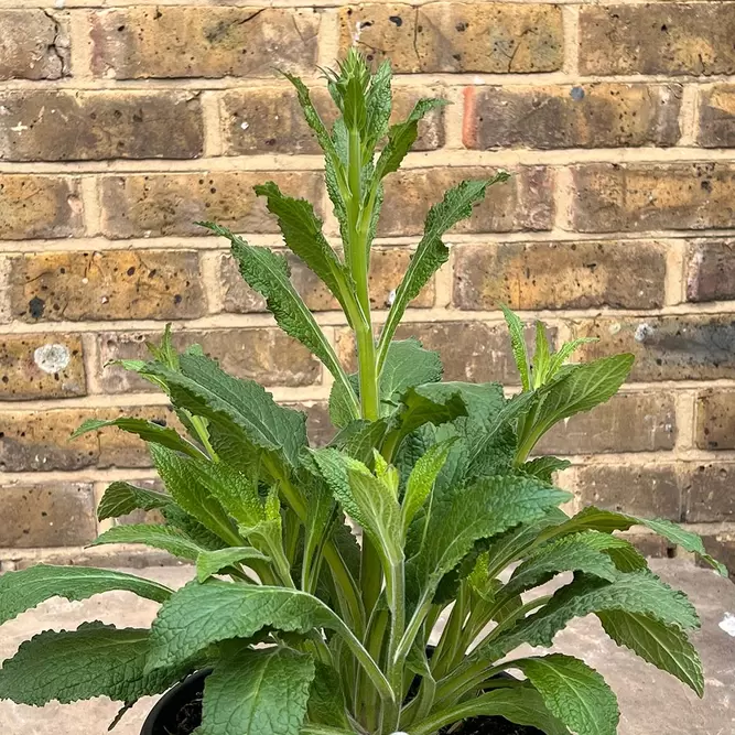 Digitalis 'Panther' (Pot Size 3L) - Pink Foxgloves Perennial - image 2