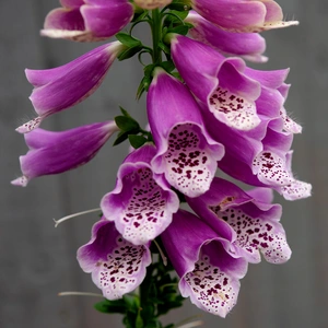 Digitalis 'Panther' (Pot Size 3L) - Pink Foxgloves Perennial - image 1