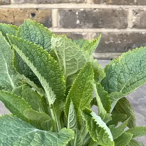 Digitalis purpurea 'Dalmatian Purple' (Pot Size 3L) - Purple foxgloves - image 3