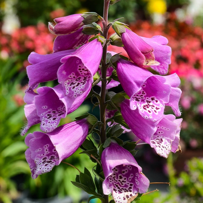 Digitalis purpurea 'Dalmatian Purple' (Pot Size 3L) - Purple foxgloves - image 1