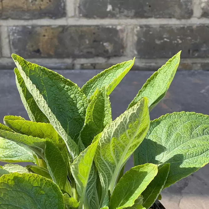 Digitalis purpurea 'Dalmatian White' (Pot Size 3L) - White Foxglove - image 3