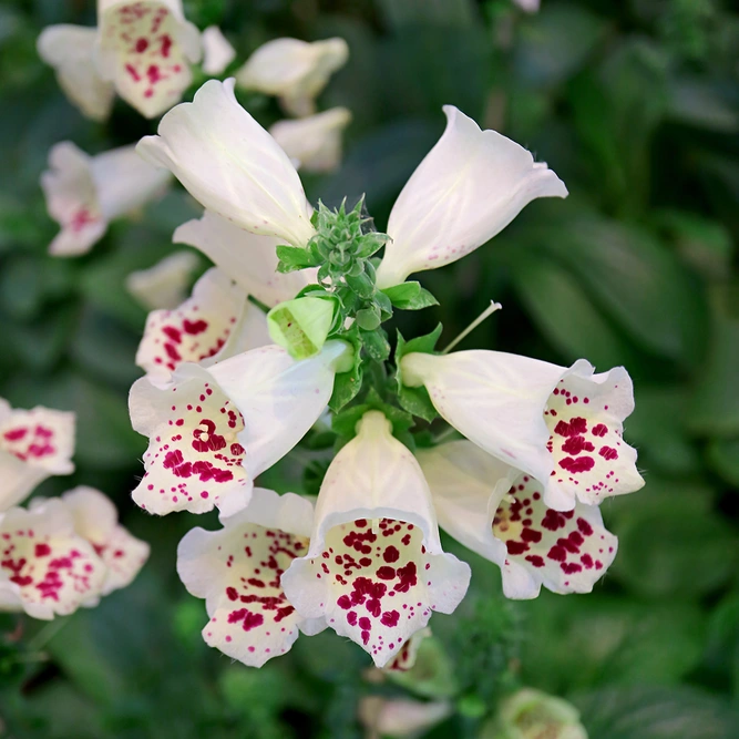 Digitalis purpurea 'Dalmatian White' (Pot Size 3L) - White Foxglove - image 1