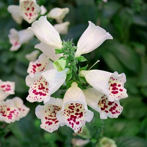 Digitalis purpurea 'Dalmatian White' (Pot Size 3L) - White Foxglove - image 1