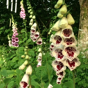 Digitalis purpurea 'Giant Spotted' Foxglove (Pot Size 1ltr) Perennia at Boma Garden Centrel image by cristina.sanvito