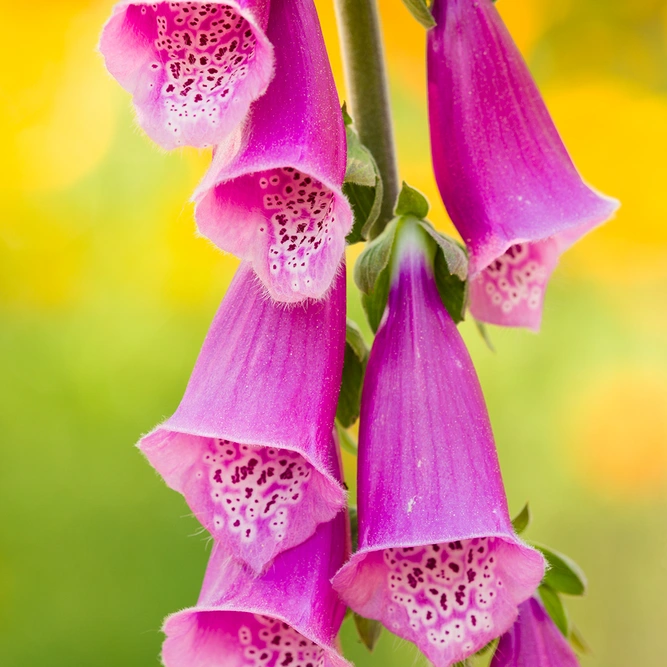 Digitalis purpureum 'Dalmation Rose' (Pot Size 3L) - Pink Foxglove - image 1