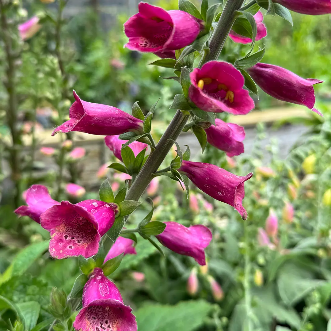 Digitalis × valinii 'Foxlight Plum Gold' (Pot Size 2L) Foxgloves