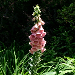 Digitalis x mertonensis Foxglove Image by SB_Johnny