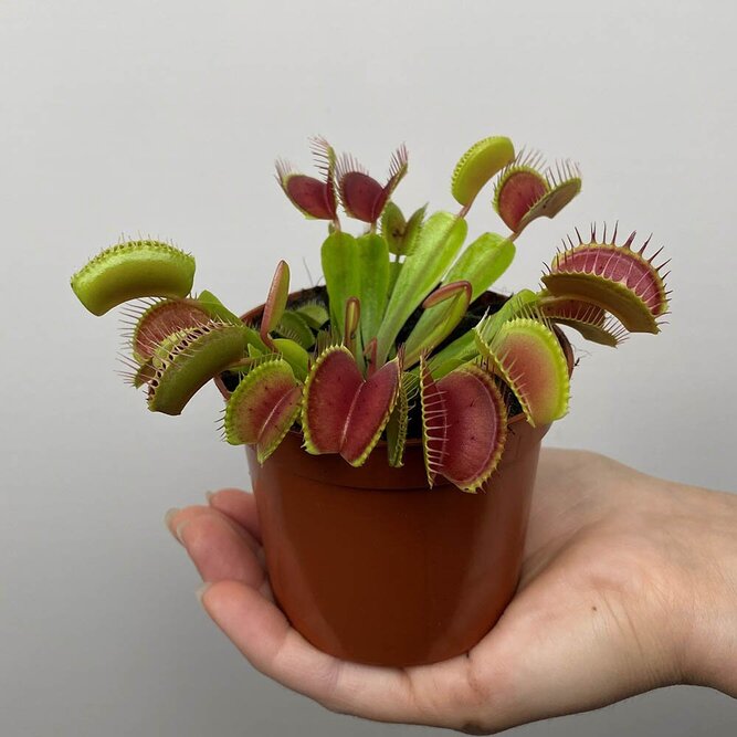 Dionaea muscipula (Pot Size 8.5cm) - Venus Flytrap - image 2