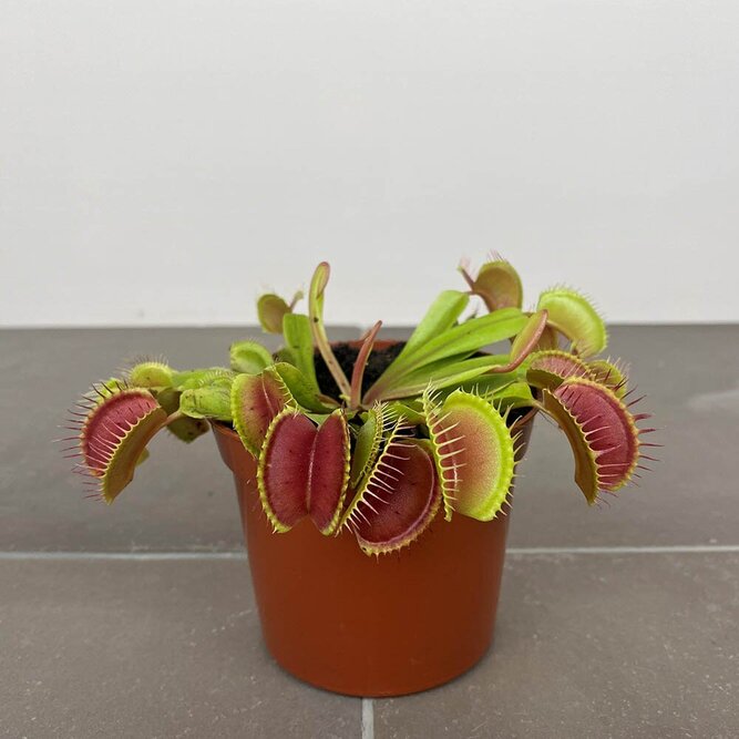 Dionaea muscipula (Pot Size 8.5cm)  Venus flytrap - image 1