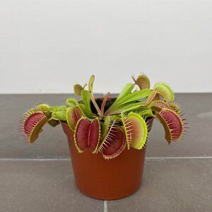 Dionaea muscipula (Pot Size 8.5cm) - Venus Flytrap - image 1