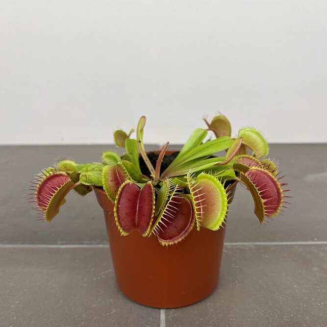 Dionaea muscipula (Pot Size 12cm) Venus flytrap - image 1
