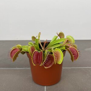 Dionaea muscipula (Pot Size 12cm) Venus flytrap - image 1