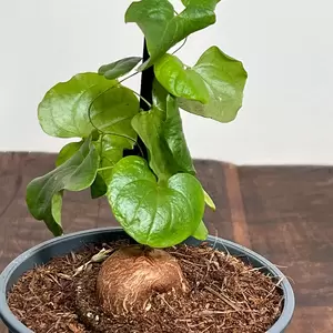 Dioscorea elephantipes (Pot Size 12cm) Elephants Foot - image 3