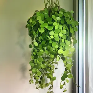 Dischidia nummularia (Pot Size 14cm) String of Nickels