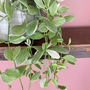 Dischidia oinatha Variegata (Pot Size 14cm) Ant plant - image 3