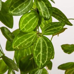 Dischidia ovata 'Watermelon' (Pot Size 14cm)  The Watermelon plant - image 3