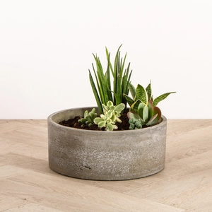 DIY Succulent Bowl Gift Set - image 2