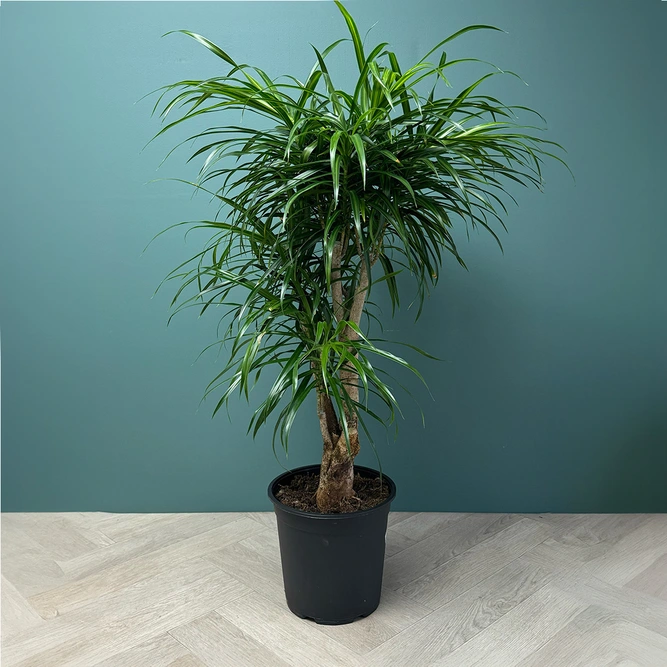 Dracaena 'Anita Branched' (Pot Size 24cm) - image 1