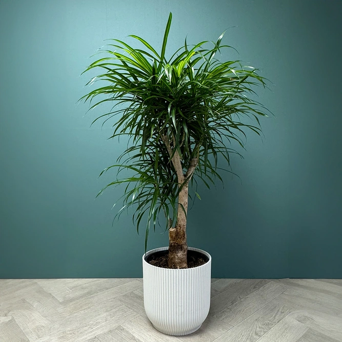 Dracaena 'Anita Branched' (Pot Size 24cm) - image 3