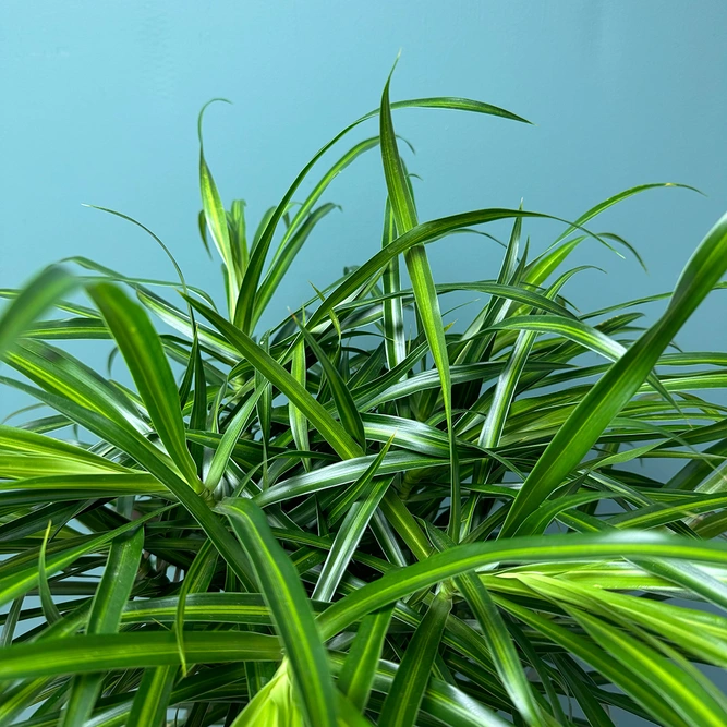 Dracaena 'Anita' Branched (Pot Size 27cm) - image 2