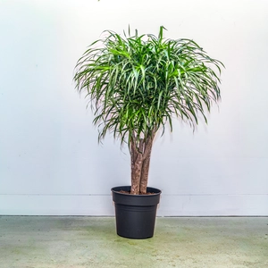 Dracaena 'Anita' Branched (Pot Size 27cm)