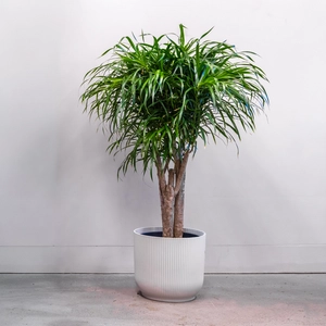 Dracaena 'Anita' Branched (Pot Size 27cm) - image 2