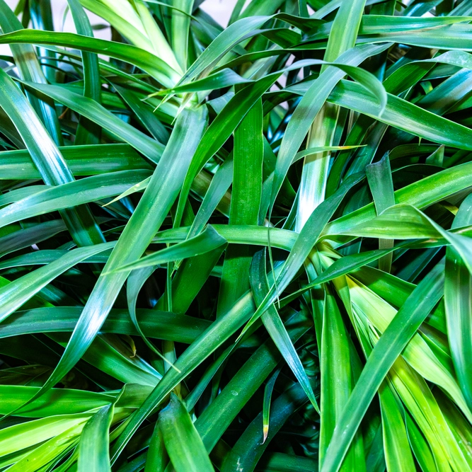 Dracaena 'Anita' Branched (Pot Size 27cm) - image 3