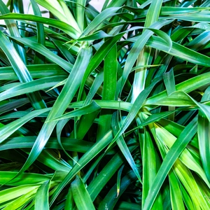 Dracaena 'Anita' Branched (Pot Size 27cm) - image 3