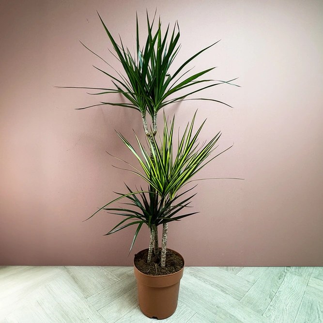 Dracaena 'Carnaval' (Pot Size 21cm) - image 1