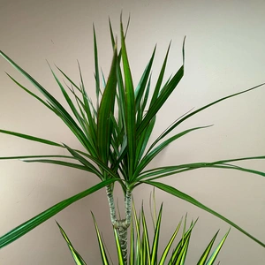 Dracaena 'Carnaval' (Pot Size 21cm) - image 2