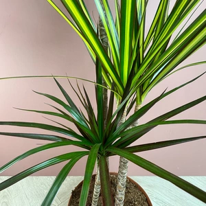 Dracaena 'Carnaval' (Pot Size 21cm) - image 3