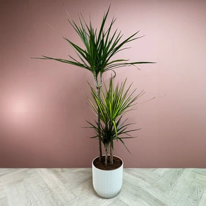 Dracaena 'Carnaval' (Pot Size 21cm) - image 4