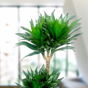 Dracaena fragrans 'Compacta' (Pot Size 17cm)  Compact dragon tree - image 1