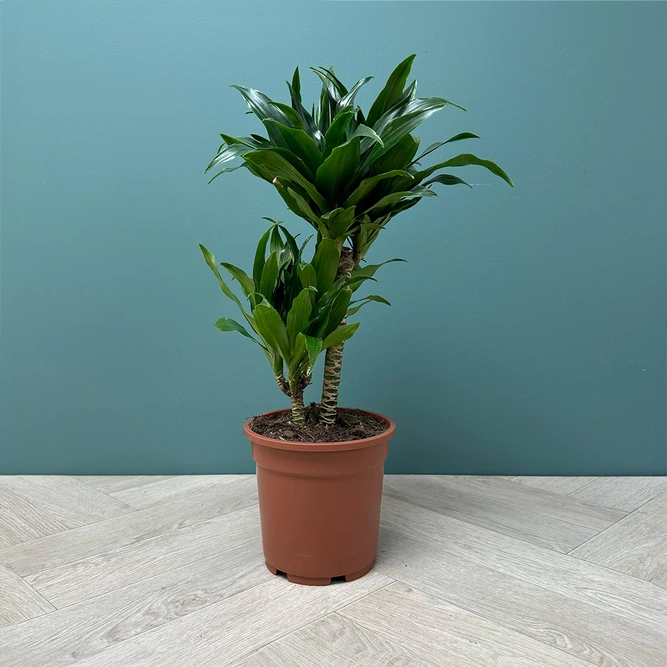 Dracaena fragrans 'Compacta' (Pot Size 17cm)  Compact dragon tree - image 2