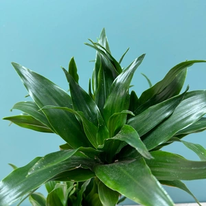 Dracaena fragrans 'Compacta' (Pot Size 17cm)  Compact dragon tree - image 3