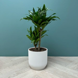 Dracaena fragrans 'Compacta' (Pot Size 17cm)  Compact dragon tree - image 5