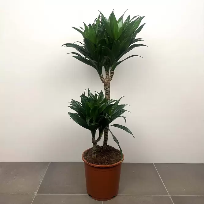 Dracaena fragrans 'Compacta' (Pot Size 19cm)  Compact dragon tree - image 1