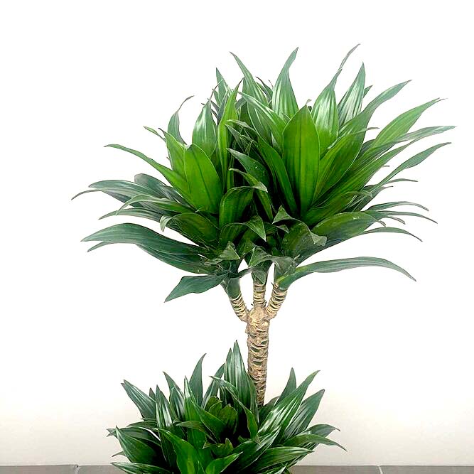 Dracaena fragrans 'Compacta' (Pot Size 19cm)  Compact dragon tree - image 2