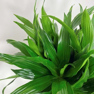 Dracaena fragrans 'Green Jewel' (Pot Size 21cm) Corn Plant - image 2