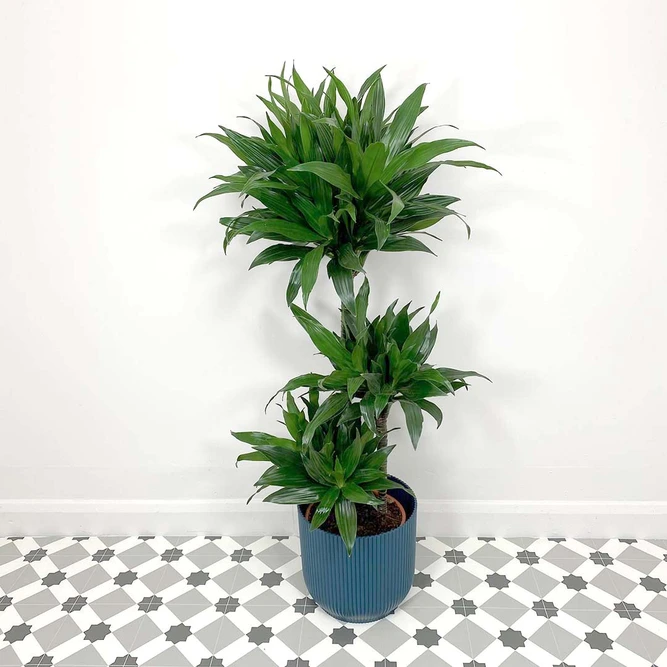Dracaena fragrans 'Green Jewel' (Pot Size 21cm) Corn Plant - image 1