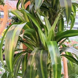 Dracaena fragrans 'Hawaiin Sunshine' (Pot Size 27cm) Corn plant - image 2