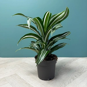 Dracaena fragrans 'Jade Jewel' (Pot Size 17cm) Corn plant - image 1